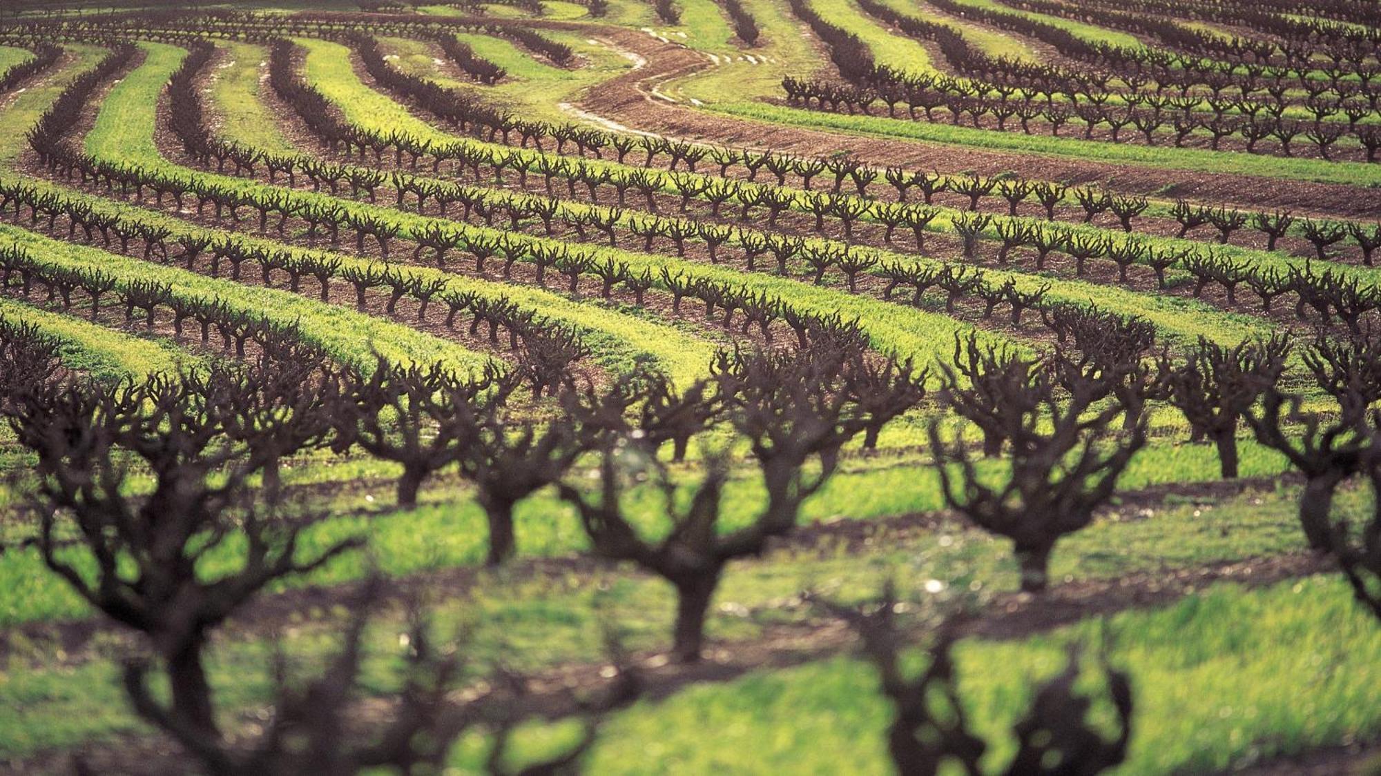 Intercontinental Adelaide By Ihg Otel Dış mekan fotoğraf Almond trees in California
